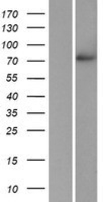 Western Blot: POMGNT1 Overexpression Lysate (Adult Normal) [NBP2-06933] Left-Empty vector transfected control cell lysate (HEK293 cell lysate); Right -Over-expression Lysate for POMGNT1.