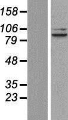 Western Blot: OPA1 Overexpression Lysate (Adult Normal) [NBP2-07150] Left-Empty vector transfected control cell lysate (HEK293 cell lysate); Right -Over-expression Lysate for OPA1.