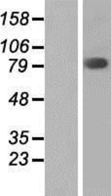 Western Blot: FAM111B Overexpression Lysate (Adult Normal) [NBP2-04631] Left-Empty vector transfected control cell lysate (HEK293 cell lysate); Right -Over-expression Lysate for FAM111B.