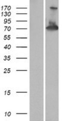 Western Blot: RAPH1 Overexpression Lysate (Adult Normal) [NBP2-04556] Left-Empty vector transfected control cell lysate (HEK293 cell lysate); Right -Over-expression Lysate for RAPH1.