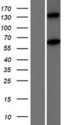 Western Blot: MOV10L1 Overexpression Lysate (Adult Normal) [NBP2-06744] Left-Empty vector transfected control cell lysate (HEK293 cell lysate); Right -Over-expression Lysate for MOV10L1.