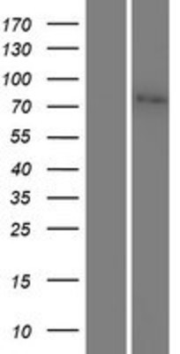 Western Blot: JPH2 Overexpression Lysate (Adult Normal) [NBP2-06649] Left-Empty vector transfected control cell lysate (HEK293 cell lysate); Right -Over-expression Lysate for JPH2.