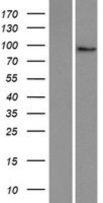 Western Blot: PLEKHG6 Overexpression Lysate (Adult Normal) [NBP2-06864] Left-Empty vector transfected control cell lysate (HEK293 cell lysate); Right -Over-expression Lysate for PLEKHG6.
