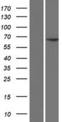 Western Blot: CCDC19 Overexpression Lysate (Adult Normal) [NBP2-07459] Left-Empty vector transfected control cell lysate (HEK293 cell lysate); Right -Over-expression Lysate for CCDC19.