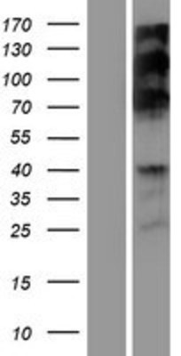 Western Blot: RSF1 Overexpression Lysate (Adult Normal) [NBP2-07015] Left-Empty vector transfected control cell lysate (HEK293 cell lysate); Right -Over-expression Lysate for RSF1.