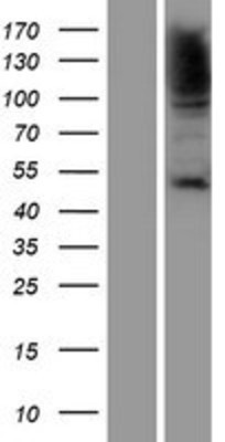 Western Blot: HSF1 Overexpression Lysate (Adult Normal) [NBP2-07736] Left-Empty vector transfected control cell lysate (HEK293 cell lysate); Right -Over-expression Lysate for HSF1.