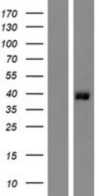 Western Blot: GPR35 Overexpression Lysate (Adult Normal) [NBP2-04288] Left-Empty vector transfected control cell lysate (HEK293 cell lysate); Right -Over-expression Lysate for GPR35.