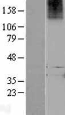 Western Blot: LGR7 Overexpression Lysate (Adult Normal) [NBP2-04387] Left-Empty vector transfected control cell lysate (HEK293 cell lysate); Right -Over-expression Lysate for LGR7.