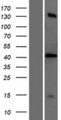 Western Blot: PTRF Overexpression Lysate (Adult Normal) [NBP2-04328] Left-Empty vector transfected control cell lysate (HEK293 cell lysate); Right -Over-expression Lysate for PTRF.