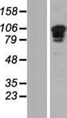 Western Blot: SP3 Overexpression Lysate (Adult Normal) [NBP2-04244] Left-Empty vector transfected control cell lysate (HEK293 cell lysate); Right -Over-expression Lysate for SP3.