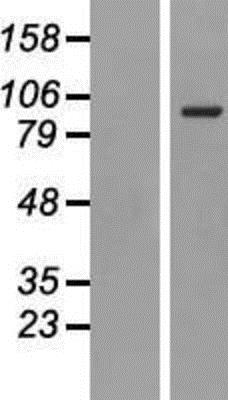 Western Blot: Transferrin Receptor Overexpression Lysate (Native) [NBP2-08027] - Transferrin Receptor Overexpression Lysate (Native) Left-Empty vector transfected control cell lysate (HEK293 cell lysate); Right -Over-expression Lysate for TFRC.