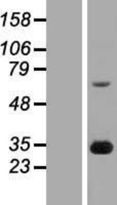Western Blot: FGF14 Overexpression Lysate (Adult Normal) [NBP2-07910] Left-Empty vector transfected control cell lysate (HEK293 cell lysate); Right -Over-expression Lysate for FGF14.