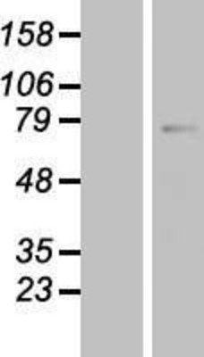 Western Blot: MID2 Overexpression Lysate (Adult Normal) [NBP2-07473] Left-Empty vector transfected control cell lysate (HEK293 cell lysate); Right -Over-expression Lysate for MID2.