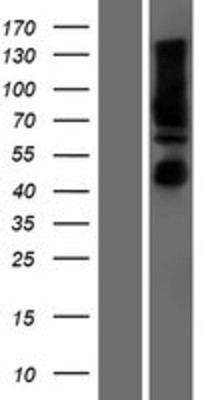 Western Blot: Calnexin Overexpression Lysate (Adult Normal) [NBP2-10767] Left-Empty vector transfected control cell lysate (HEK293 cell lysate); Right -Over-expression Lysate for Calnexin.