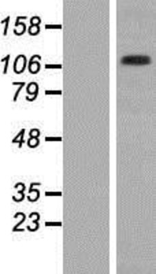 Western Blot: CD41/Integrin alpha 2 beta Overexpression Lysate (Adult Normal) [NBP2-10669] Left-Empty vector transfected control cell lysate (HEK293 cell lysate); Right -Over-expression Lysate for CD41/Integrin alpha 2 beta.