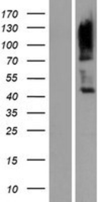 Western Blot: Lymphocyte Antigen 9 Overexpression Lysate (Adult Normal) [NBP2-10823] Left-Empty vector transfected control cell lysate (HEK293 cell lysate); Right -Over-expression Lysate for Lymphocyte Antigen 9.