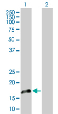 Lane 1: FGF1 transfected lysate (17.5 KDa) Lane 2: Non-transfected lysate.