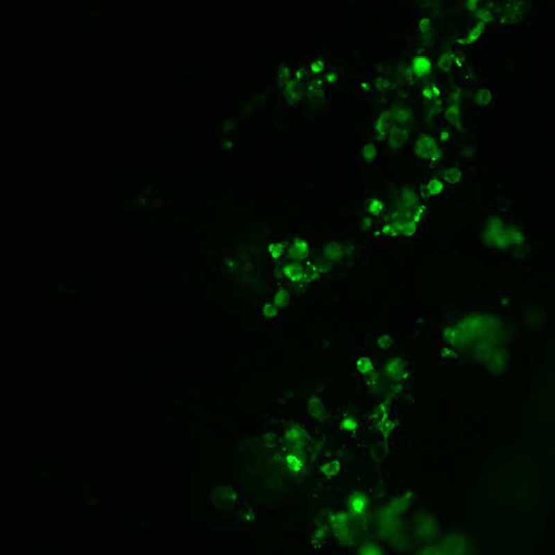 The plasmid was transfected into 293H adherent cells with Sinofection reagent (Cat# STF01). After 48 h, Immunofluorescence staining of cells. Cells were fixed with 4% PFA, permeabilzed with 0.3% Triton X-100 in PBS, blocked with 10% serum, and incubated with Mouse anti-Flag Tag monoclonal antibody (CST#8146S) at 37℃ 1 hour. Then cells were stained with Goat Anti-mouse IgG secondary antibody. The fluorescent signal is detected by fluorescence microscope. Each expression experiment has negative control.