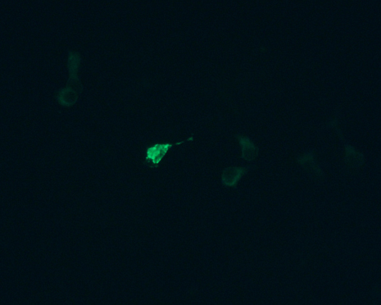 The plasmid was transfected into 293H adherent cells with Sinofection reagent (Cat# STF01). After 48 h, Immunofluorescence staining of cells. Cells were fixed with 4% PFA, permeabilzed with 0.3% Triton X-100 in PBS, blocked with 10% serum, and incubated with Mouse anti-Flag Tag monoclonal antibody (CST#8146S) at 37℃ 1 hour. Then cells were stained with Goat Anti-mouse IgG secondary antibody. The fluorescent signal is detected by fluorescence microscope. Each expression experiment has negative control.