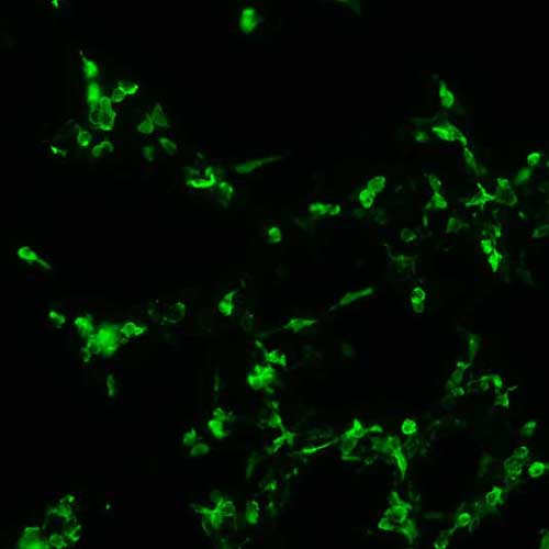 The plasmid was transfected into 293H adherent cells with Sinofection reagent (Cat# STF01). After 48 h, Immunofluorescence staining of cells. Cells were fixed with 4% PFA, permeabilzed with 0.3% Triton X-100 in PBS, blocked with 10% serum, and incubated with Mouse anti-Flag Tag monoclonal antibody (CST#8146S) at 37℃ 1 hour. Then cells were stained with Goat Anti-mouse IgG secondary antibody. The fluorescent signal is detected by fluorescence microscope. Each expression experiment has negative control.