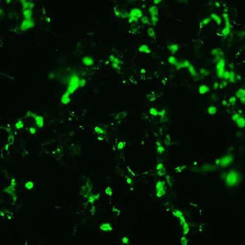 The plasmid was transfected into 293H adherent cells with Sinofection reagent (Cat# STF01). After 48 h, Immunofluorescence staining of cells. Cells were fixed with 4% PFA, permeabilzed with 0.3% Triton X-100 in PBS, blocked with 10% serum, and incubated with Mouse anti-Flag Tag monoclonal antibody (CST#8146S) at 37℃ 1 hour. Then cells were stained with Goat Anti-mouse IgG secondary antibody. The fluorescent signal is detected by fluorescence microscope. Each expression experiment has negative control.