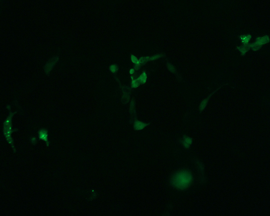 The plasmid was transfected into 293H adherent cells with Sinofection reagent (Cat# STF01). After 48 h, Immunofluorescence staining of cells. Cells were fixed with 4% PFA, permeabilzed with 0.3% Triton X-100 in PBS, blocked with 10% serum, and incubated with Mouse anti-Flag Tag monoclonal antibody (CST#8146S) at 37℃ 1 hour. Then cells were stained with Goat Anti-mouse IgG secondary antibody. The fluorescent signal is detected by fluorescence microscope. Each expression experiment has negative control.