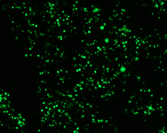 The plasmid was transfected into 293H adherent cells with Sinofection reagent (Cat#STF01) transiently. After 48 h, the fluorescent signals can be detected by fluorescence microscope. Green excitation 475/40nm, emission 535/45nm. Red excitation 560/55nm, emission 645/45nm. Orange excitation 525/45nm, emission 595/60nm.
