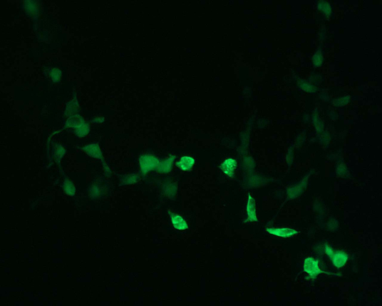 The plasmid was transfected into 293H adherent cells with Sinofection reagent (Cat# STF01). After 48 h, Immunofluorescence staining of cells. Cells were fixed with 4% PFA, permeabilzed with 0.3% Triton X-100 in PBS, blocked with 10% serum, and incubated with Mouse anti-Flag Tag monoclonal antibody (CST#8146S) at 37℃ 1 hour. Then cells were stained with Goat Anti-mouse IgG secondary antibody. The fluorescent signal is detected by fluorescence microscope. Each expression experiment has negative control.