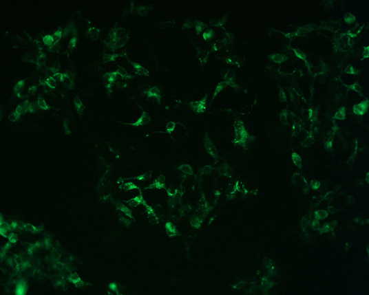 The plasmid was transfected into 293H adherent cells with Sinofection reagent (Cat# STF01). After 48 h, Immunofluorescence staining of cells. Cells were fixed with 4% PFA, permeabilzed with 0.3% Triton X-100 in PBS, blocked with 10% serum, and incubated with Mouse anti-Flag Tag monoclonal antibody (CST#8146S) at 37℃ 1 hour. Then cells were stained with Goat Anti-mouse IgG secondary antibody. The fluorescent signal is detected by fluorescence microscope. Each expression experiment has negative control.