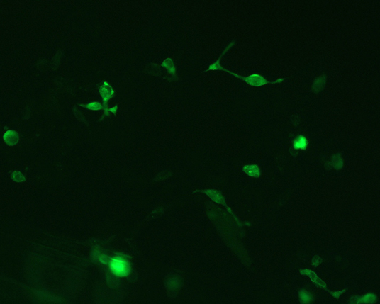 The plasmid was transfected into 293H adherent cells with Sinofection reagent (Cat# STF01). After 48 h, Immunofluorescence staining of cells. Cells were fixed with 4% PFA, permeabilzed with 0.3% Triton X-100 in PBS, blocked with 10% serum, and incubated with Mouse anti-Flag Tag monoclonal antibody (CST#8146S) at 37℃ 1 hour. Then cells were stained with Goat Anti-mouse IgG secondary antibody. The fluorescent signal is detected by fluorescence microscope. Each expression experiment has negative control.