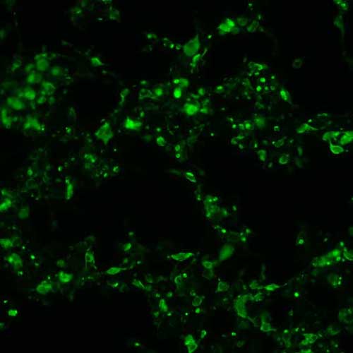 The plasmid was transfected into 293H adherent cells with Sinofection reagent (Cat# STF01). After 48 h, Immunofluorescence staining of cells. Cells were fixed with 4% PFA, permeabilzed with 0.3% Triton X-100 in PBS, blocked with 10% serum, and incubated with Mouse anti-Flag Tag monoclonal antibody (CST#8146S) at 37℃ 1 hour. Then cells were stained with Goat Anti-mouse IgG secondary antibody. The fluorescent signal is detected by fluorescence microscope. Each expression experiment has negative control.