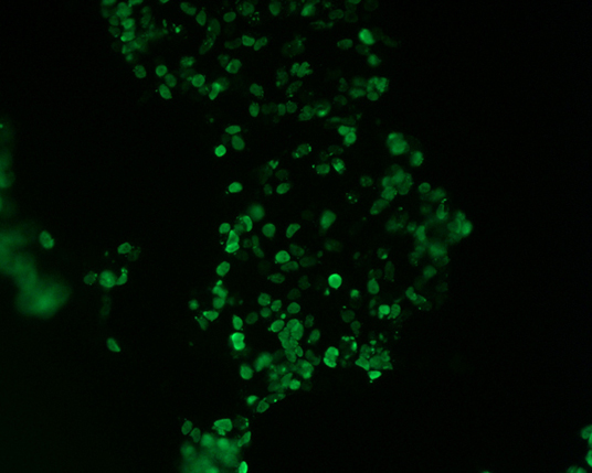 The plasmid was transfected into 293H adherent cells with Sinofection reagent (Cat# STF01). After 48 h, Immunofluorescence staining of cells. Cells were fixed with 4% PFA, permeabilzed with 0.3% Triton X-100 in PBS, blocked with 10% serum, and incubated with Mouse anti-Flag Tag monoclonal antibody (CST#8146S) at 37℃ 1 hour. Then cells were stained with Goat Anti-mouse IgG secondary antibody. The fluorescent signal is detected by fluorescence microscope. Each expression experiment has negative control.
