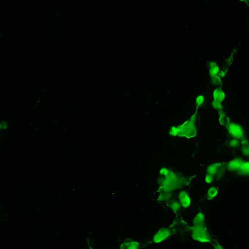 The plasmid was transfected into 293H adherent cells with Sinofection reagent (Cat# STF01). After 48 h, Immunofluorescence staining of cells. Cells were fixed with 4% PFA, permeabilzed with 0.3% Triton X-100 in PBS, blocked with 10% serum, and incubated with Mouse anti-Flag Tag monoclonal antibody (CST#8146S) at 37℃ 1 hour. Then cells were stained with Goat Anti-mouse IgG secondary antibody. The fluorescent signal is detected by fluorescence microscope. Each expression experiment has negative control.