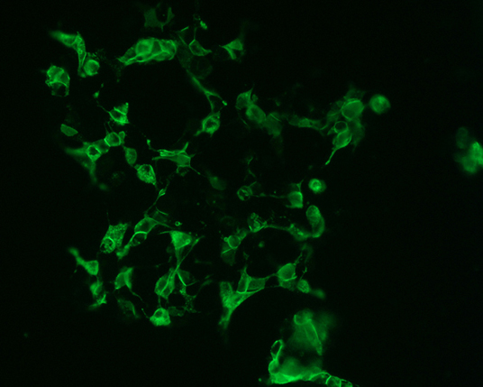 The plasmid was transfected into 293H adherent cells with Sinofection reagent (Cat# STF01). After 48 h, Immunofluorescence staining of cells. Cells were fixed with 4% PFA, permeabilzed with 0.3% Triton X-100 in PBS, blocked with 10% serum, and incubated with Mouse anti-Flag Tag monoclonal antibody (CST#8146S) at 37℃ 1 hour. Then cells were stained with Goat Anti-mouse IgG secondary antibody. The fluorescent signal is detected by fluorescence microscope. Each expression experiment has negative control.
