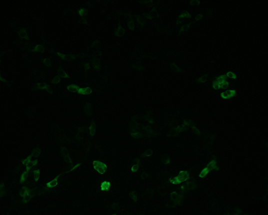 The plasmid was transfected into 293H adherent cells with Sinofection reagent (Cat# STF01). After 48 h, Immunofluorescence staining of cells. Cells were fixed with 4% PFA, permeabilzed with 0.3% Triton X-100 in PBS, blocked with 10% serum, and incubated with Mouse anti-Flag Tag monoclonal antibody (CST#8146S) at 37℃ 1 hour. Then cells were stained with Goat Anti-mouse IgG secondary antibody. The fluorescent signal is detected by fluorescence microscope. Each expression experiment has negative control.