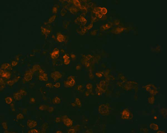The plasmid was transfected into 293H adherent cells with Sinofection reagent (Cat# STF01). After 48 h, Immunofluorescence staining of cells. Cells were fixed with 4% PFA, permeabilzed with 0.3% Triton X-100 in PBS, blocked with 10% serum, and incubated with Mouse anti-Flag Tag monoclonal antibody (CST#8146S) at 37℃ 1 hour. Then cells were stained with Goat Anti-mouse IgG secondary antibody. The fluorescent signal is detected by fluorescence microscope. Each expression experiment has negative control.