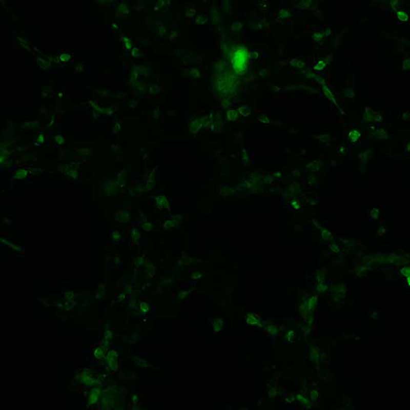 The plasmid was transfected into 293H adherent cells with Sinofection reagent (Cat# STF01). After 48 h, Immunofluorescence staining of cells. Cells were fixed with 4% PFA, permeabilzed with 0.3% Triton X-100 in PBS, blocked with 10% serum, and incubated with Mouse anti-Flag Tag monoclonal antibody (CST#8146S) at 37℃ 1 hour. Then cells were stained with Goat Anti-mouse IgG secondary antibody. The fluorescent signal is detected by fluorescence microscope. Each expression experiment has negative control.