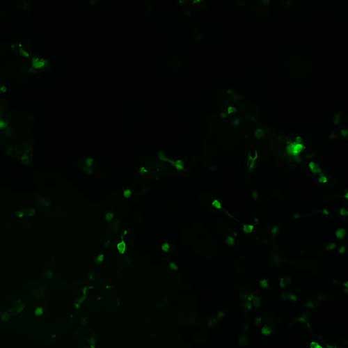 The plasmid was transfected into 293H adherent cells with Sinofection reagent (Cat# STF01). After 48 h, Immunofluorescence staining of cells. Cells were fixed with 4% PFA, permeabilzed with 0.3% Triton X-100 in PBS, blocked with 10% serum, and incubated with Mouse anti-Flag Tag monoclonal antibody (CST#8146S) at 37℃ 1 hour. Then cells were stained with Goat Anti-mouse IgG secondary antibody. The fluorescent signal is detected by fluorescence microscope. Each expression experiment has negative control.