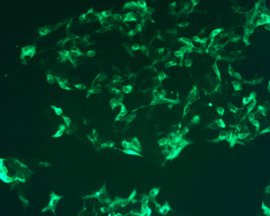 The plasmid was transfected into 293H adherent cells with Sinofection reagent (Cat# STF01). After 48 h, Immunofluorescence staining of cells. Cells were fixed with 4% PFA, permeabilzed with 0.3% Triton X-100 in PBS, blocked with 10% serum, and incubated with Mouse anti-Flag Tag monoclonal antibody (CST#8146S) at 37℃ 1 hour. Then cells were stained with Goat Anti-mouse IgG secondary antibody. The fluorescent signal is detected by fluorescence microscope. Each expression experiment has negative control.