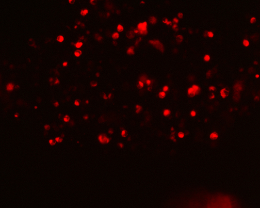The plasmid was transfected into 293H adherent cells with Sinofection reagent (Cat#STF01) transiently. After 48 h, the fluorescent signals can be detected by fluorescence microscope. Green excitation 475/40nm, emission 535/45nm. Red excitation 560/55nm, emission 645/45nm. Orange excitation 525/45nm, emission 595/60nm.