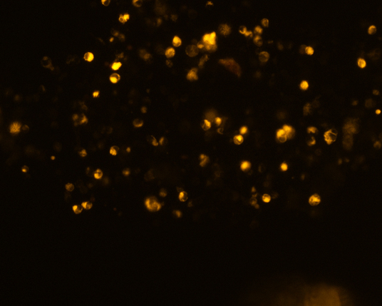 The plasmid was transfected into 293H adherent cells with Sinofection reagent (Cat#STF01) transiently. After 48 h, the fluorescent signals can be detected by fluorescence microscope. Green excitation 475/40nm, emission 535/45nm. Red excitation 560/55nm, emission 645/45nm. Orange excitation 525/45nm, emission 595/60nm.
