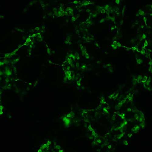 The plasmid was transfected into 293H adherent cells with Sinofection reagent (Cat# STF01). After 48 h, Immunofluorescence staining of cells. Cells were fixed with 4% PFA, permeabilzed with 0.3% Triton X-100 in PBS, blocked with 10% serum, and incubated with Mouse anti-Flag Tag monoclonal antibody (CST#8146S) at 37℃ 1 hour. Then cells were stained with Goat Anti-mouse IgG secondary antibody. The fluorescent signal is detected by fluorescence microscope. Each expression experiment has negative control.