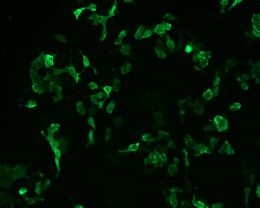 The plasmid was transfected into 293H adherent cells with Sinofection reagent (Cat# STF01). After 48 h, Immunofluorescence staining of cells. Cells were fixed with 4% PFA, permeabilzed with 0.3% Triton X-100 in PBS, blocked with 10% serum, and incubated with Mouse anti-Flag Tag monoclonal antibody (CST#8146S) at 37℃ 1 hour. Then cells were stained with Goat Anti-mouse IgG secondary antibody. The fluorescent signal is detected by fluorescence microscope. Each expression experiment has negative control.