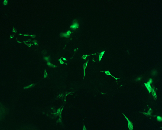 The plasmid was transfected into 293H adherent cells with Sinofection reagent (Cat# STF01). After 48 h, Immunofluorescence staining of cells. Cells were fixed with 4% PFA, permeabilzed with 0.3% Triton X-100 in PBS, blocked with 10% serum, and incubated with Mouse anti-Flag Tag monoclonal antibody (CST#8146S) at 37℃ 1 hour. Then cells were stained with Goat Anti-mouse IgG secondary antibody. The fluorescent signal is detected by fluorescence microscope. Each expression experiment has negative control.