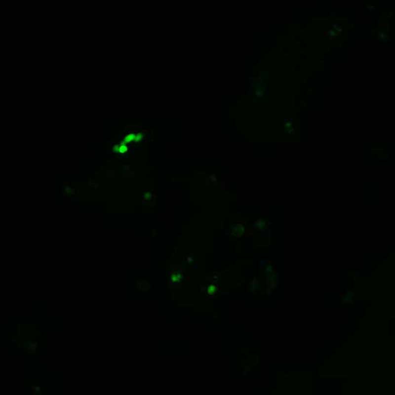 The plasmid was transfected into 293H adherent cells with Sinofection reagent (Cat# STF01). After 48 h, Immunofluorescence staining of cells. Cells were fixed with 4% PFA, permeabilzed with 0.3% Triton X-100 in PBS, blocked with 10% serum, and incubated with Mouse anti-Flag Tag monoclonal antibody (CST#8146S) at 37℃ 1 hour. Then cells were stained with Goat Anti-mouse IgG secondary antibody. The fluorescent signal is detected by fluorescence microscope. Each expression experiment has negative control.