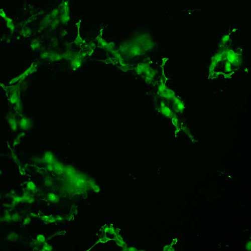 The plasmid was transfected into 293H adherent cells with Sinofection reagent (Cat# STF01). After 48 h, Immunofluorescence staining of cells. Cells were fixed with 4% PFA, permeabilzed with 0.3% Triton X-100 in PBS, blocked with 10% serum, and incubated with Mouse anti-Flag Tag monoclonal antibody (CST#8146S) at 37℃ 1 hour. Then cells were stained with Goat Anti-mouse IgG secondary antibody. The fluorescent signal is detected by fluorescence microscope. Each expression experiment has negative control.