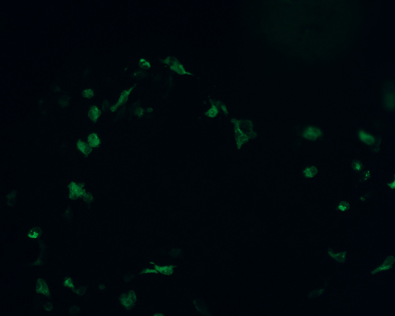The plasmid was transfected into 293H adherent cells with Sinofection reagent (Cat# STF01). After 48 h, Immunofluorescence staining of cells. Cells were fixed with 4% PFA, permeabilzed with 0.3% Triton X-100 in PBS, blocked with 10% serum, and incubated with Mouse anti-Flag Tag monoclonal antibody (CST#8146S) at 37℃ 1 hour. Then cells were stained with Goat Anti-mouse IgG secondary antibody. The fluorescent signal is detected by fluorescence microscope. Each expression experiment has negative control.
