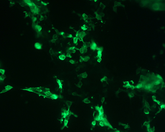 The plasmid was transfected into 293H adherent cells with Sinofection reagent (Cat# STF01). After 48 h, Immunofluorescence staining of cells. Cells were fixed with 4% PFA, permeabilzed with 0.3% Triton X-100 in PBS, blocked with 10% serum, and incubated with Mouse anti-Flag Tag monoclonal antibody (CST#8146S) at 37℃ 1 hour. Then cells were stained with Goat Anti-mouse IgG secondary antibody. The fluorescent signal is detected by fluorescence microscope. Each expression experiment has negative control.
