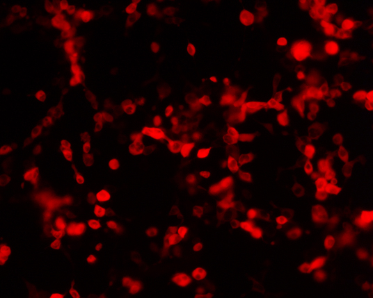 The plasmid was transfected into 293H adherent cells with Sinofection reagent (Cat#STF01) transiently. After 48 h, the fluorescent signals can be detected by fluorescence microscope. Green excitation 475/40nm, emission 535/45nm. Red excitation 560/55nm, emission 645/45nm. Orange excitation 525/45nm, emission 595/60nm.