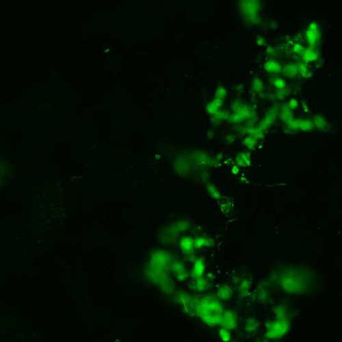 The plasmid was transfected into 293H adherent cells with Sinofection reagent (Cat# STF01). After 48 h, Immunofluorescence staining of cells. Cells were fixed with 4% PFA, permeabilzed with 0.3% Triton X-100 in PBS, blocked with 10% serum, and incubated with Mouse anti-Flag Tag monoclonal antibody (CST#8146S) at 37℃ 1 hour. Then cells were stained with Goat Anti-mouse IgG secondary antibody. The fluorescent signal is detected by fluorescence microscope. Each expression experiment has negative control.